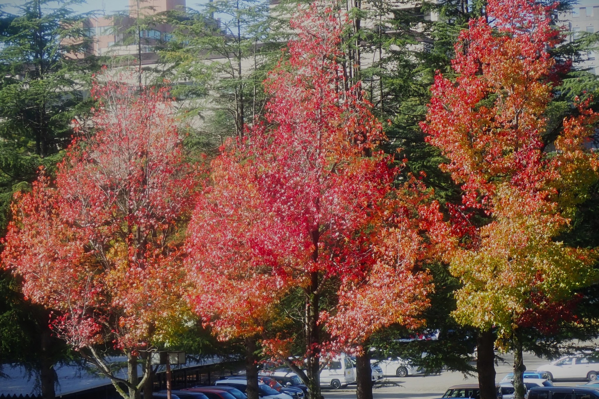 233．《モミジバフウ（紅葉葉楓） 別名 アメリカフウ》 | ニッセイ